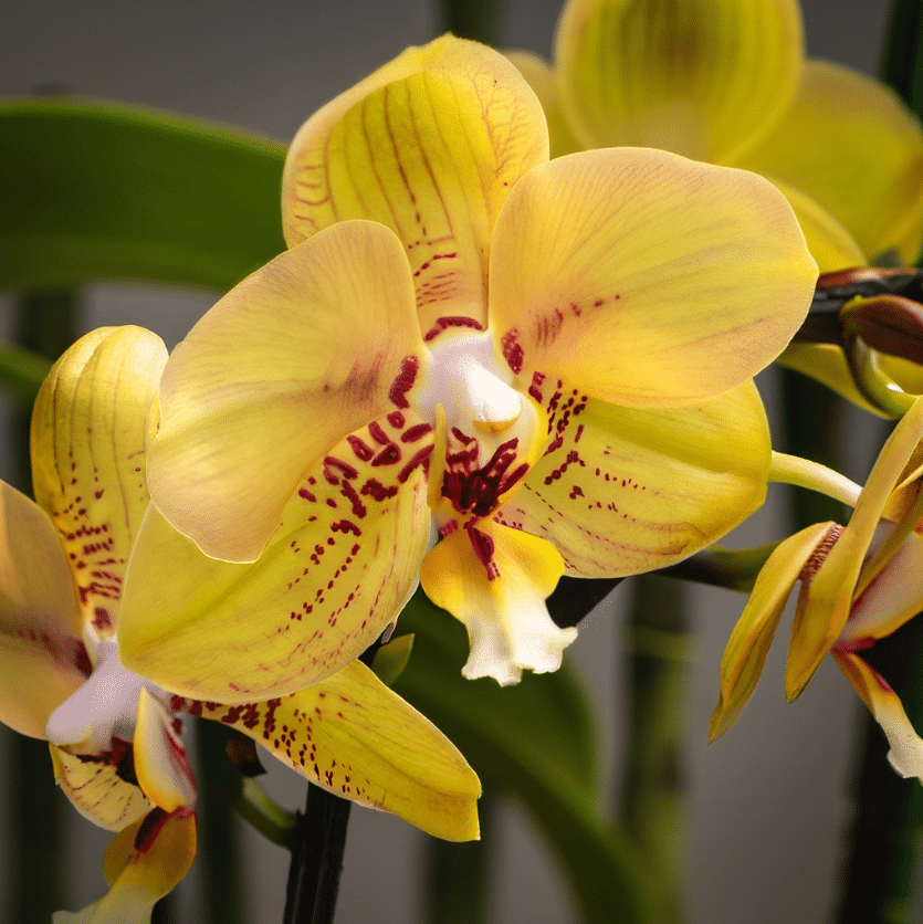 Why Your Orchid Stem Is Turning Yellow: Common Causes And Solutions
