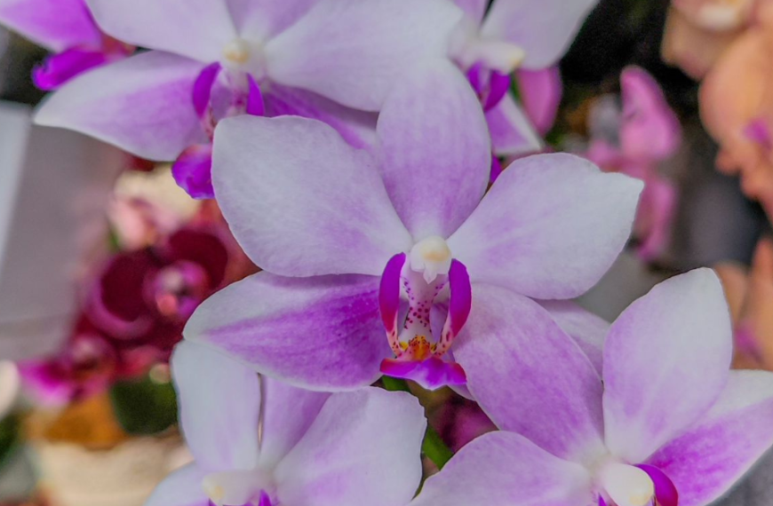 Unlock the Secret to Lush Orchids: Home Brewed Fertilizer Magic!