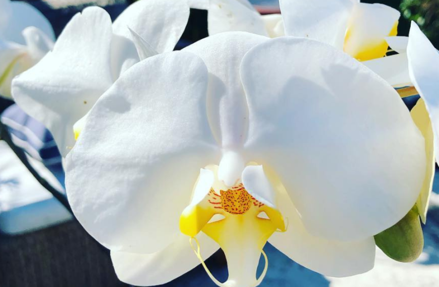 Revive Your Rootless Orchids: The Ultimate Guide to Orchid Resurrection!