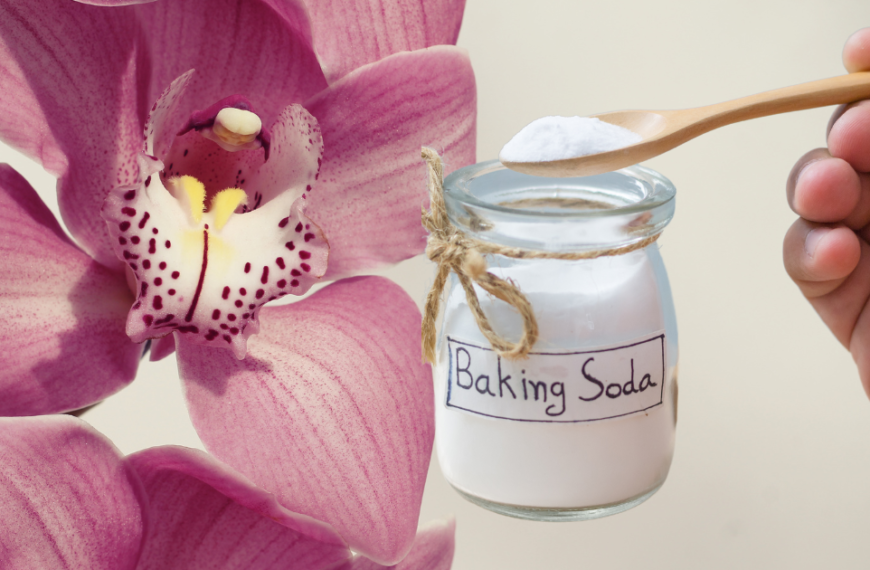 Transform Your Orchids with This Simple Kitchen Ingredient: Discover the Magic of Baking Soda!