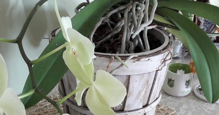 Orchid SOS: Rescue Your Dying Orchid with These 5-Minute Fixes!