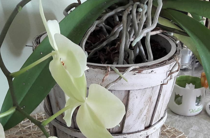 Orchid SOS: Rescue Your Dying Orchid with These 5-Minute Fixes!